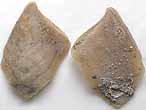 Cirripède pédonculé tergum divers fossile du jurassique Boulonnais